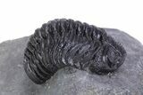Beautiful Morocops Trilobite - Ofaten, Morocco #359606-1
